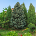Smrek pichľavý (Picea pungens) ´ISELI FASTIGIATE´ - výška 40-50 cm, kont. C5L